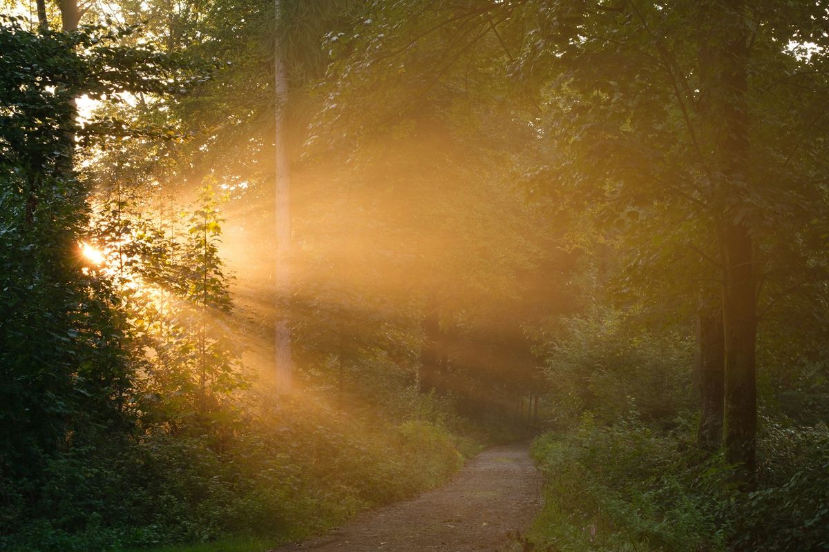 Sti gjennom skogen i dagslys